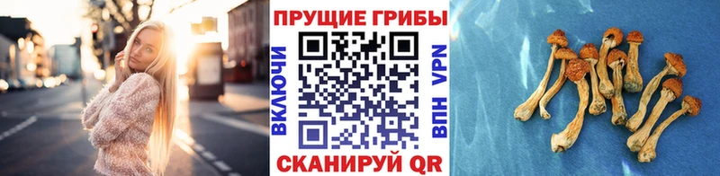 где купить наркоту  Инсар  Псилоцибиновые грибы ЛСД 